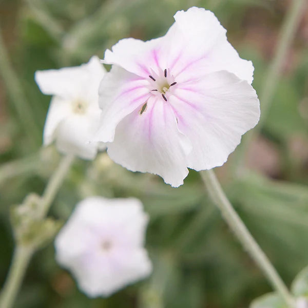 lychnis-coronaria-angel-s-blush-flower-seeds-perennial-for-planting