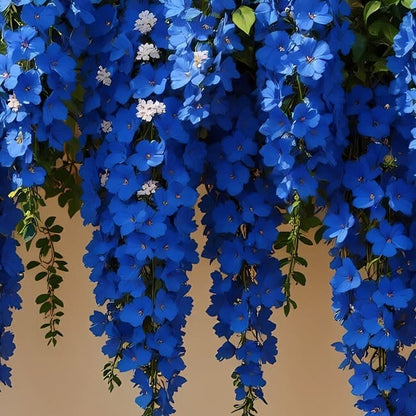 Blue Bougainvillea Spectabilis Seeds Vibrant Tropical Climber