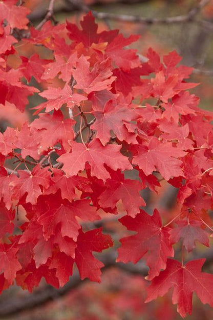 Red Oak Tree Seeds for Planting