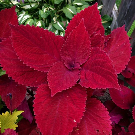 Coleus Superfine Rainbow Volcano Seeds – Fiery Red Orange Foliage Bold Display