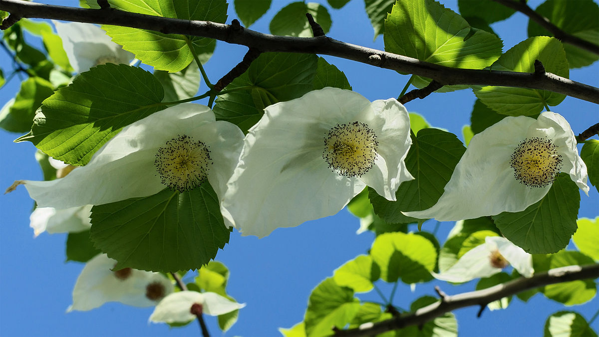 Davidia involucrata Tree Seeds for Planting – Dove Tree Blooms