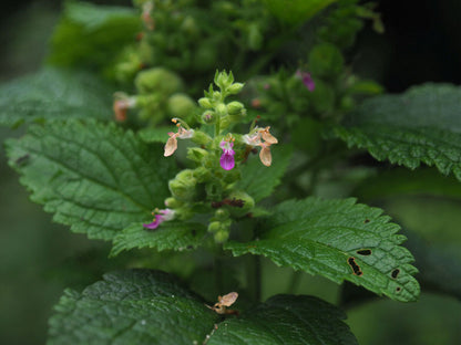 Teucrium viscidum Lemon & Lime Seeds for Planting