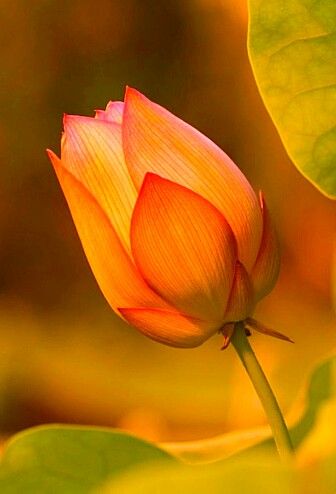Gulab Rose Lotus Orange Flower Seeds for Planting