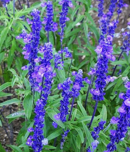 Salvia Farinacea Victoria Seeds - Salvia Flower Seeds for Garden