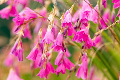 Dierama Ambiguum Flower Seeds - Dierama Flower Seeds for Garden