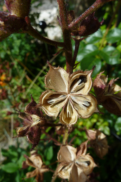 Dictamnus Albus Albiflorus Flower Seeds - Perennial Flower Seeds for Garden