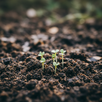 Pink Blanda Star Flower Seeds – Fresh 50 pcs