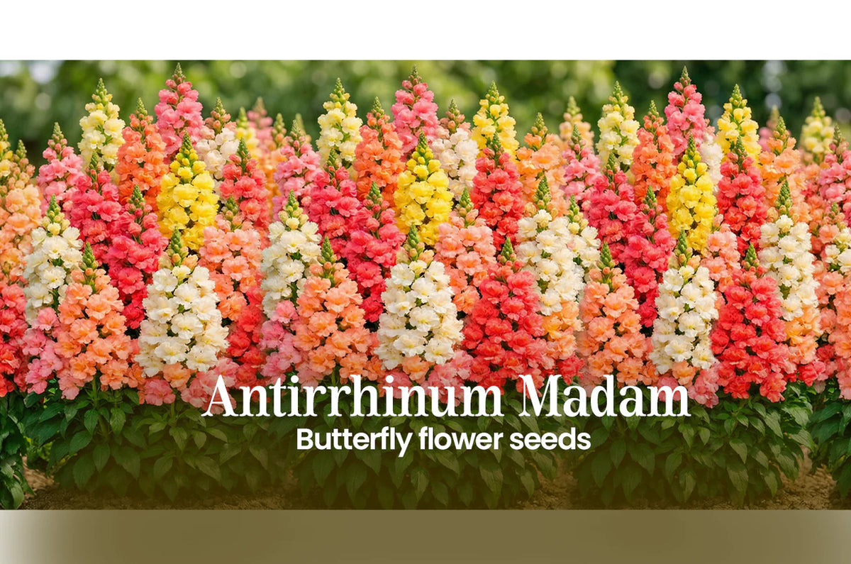 OrganicSeedsHub