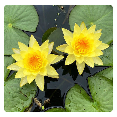  
                                                    lotus-flower-seeds
                                                    
