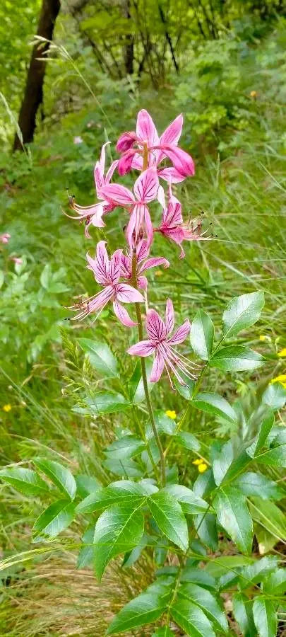 Dictamnus Albus Var Caucasicus Flower Seeds - Burning Bush Flower Seeds for Garden