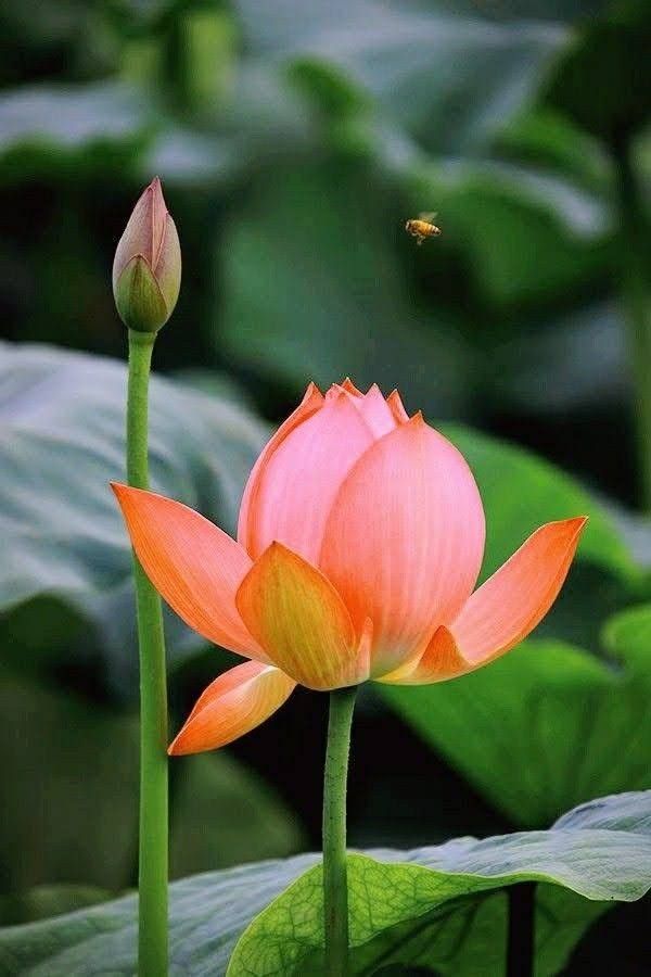 Gulab Rose Lotus Orange Flower Seeds for Planting