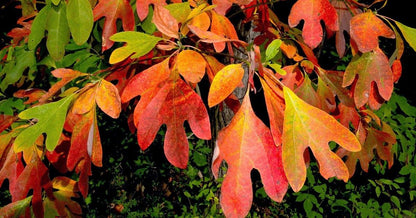 Fragrant Sassafras Seeds for Planting