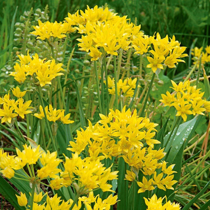 Allium Moly Flower Seeds for Garden Planting