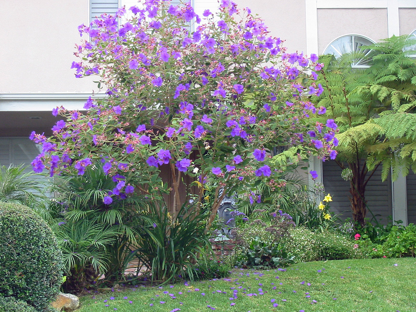Tibouchina seecandra Flower Seeds – Vibrant Purple Blooms