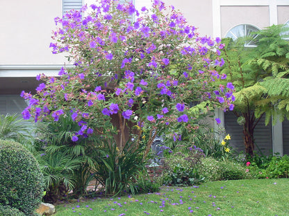 Tibouchina seecandra Flower Seeds – Vibrant Purple Blooms