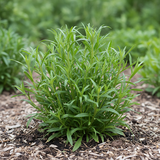 Yellow Strawflower Seeds – Fresh 10 pcs