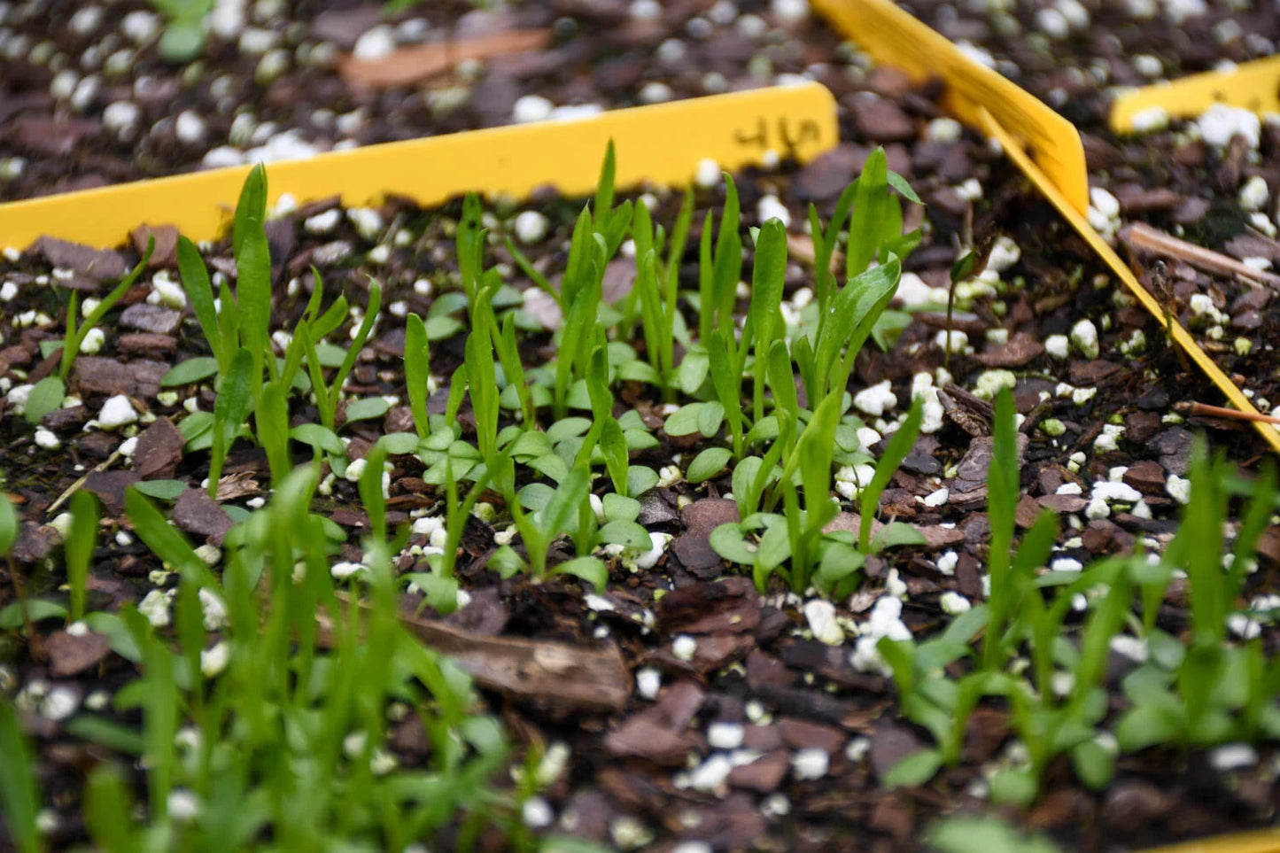 Sea Blue Holly Flower Seeds – Fresh 30 pcs