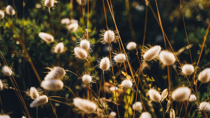 Pink Laurel Flower Seeds – Fresh 100 pcs