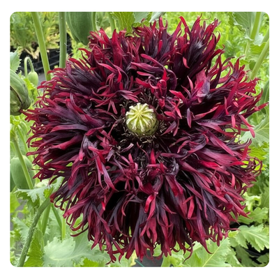  
                                                    black-swan-seeds
                                                    