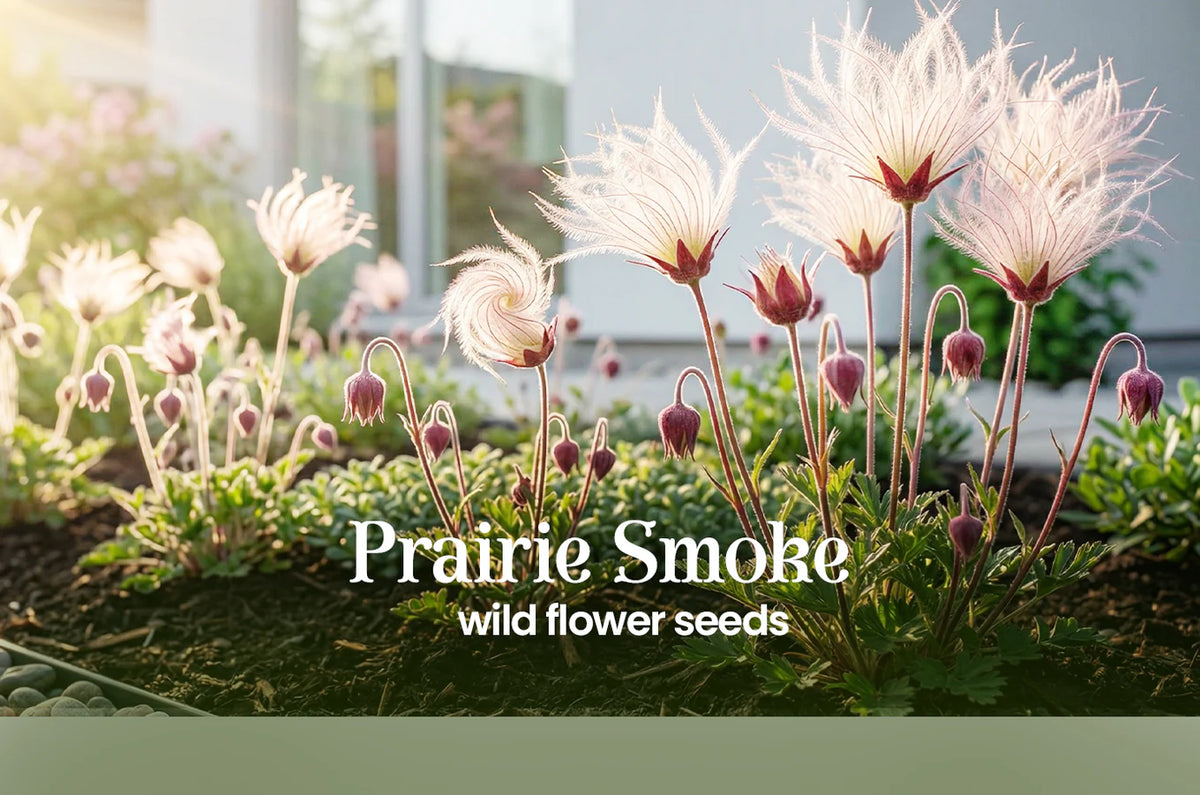 OrganicSeedsHub