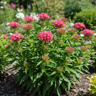 Pentas Lanceolata Flower Seeds – Fresh Bulk Seeds