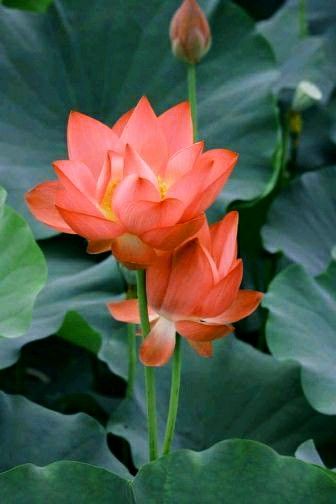Gulab Rose Lotus Orange Flower Seeds for Planting