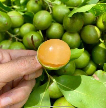 Lemon Sweet Spanish Lime Seeds for Planting