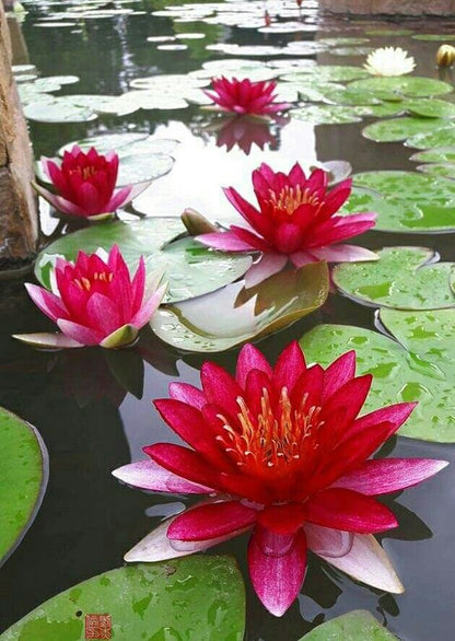 Waterlily Lotus Kamal Flower Seeds Red Non-GMO Eco-Pack
