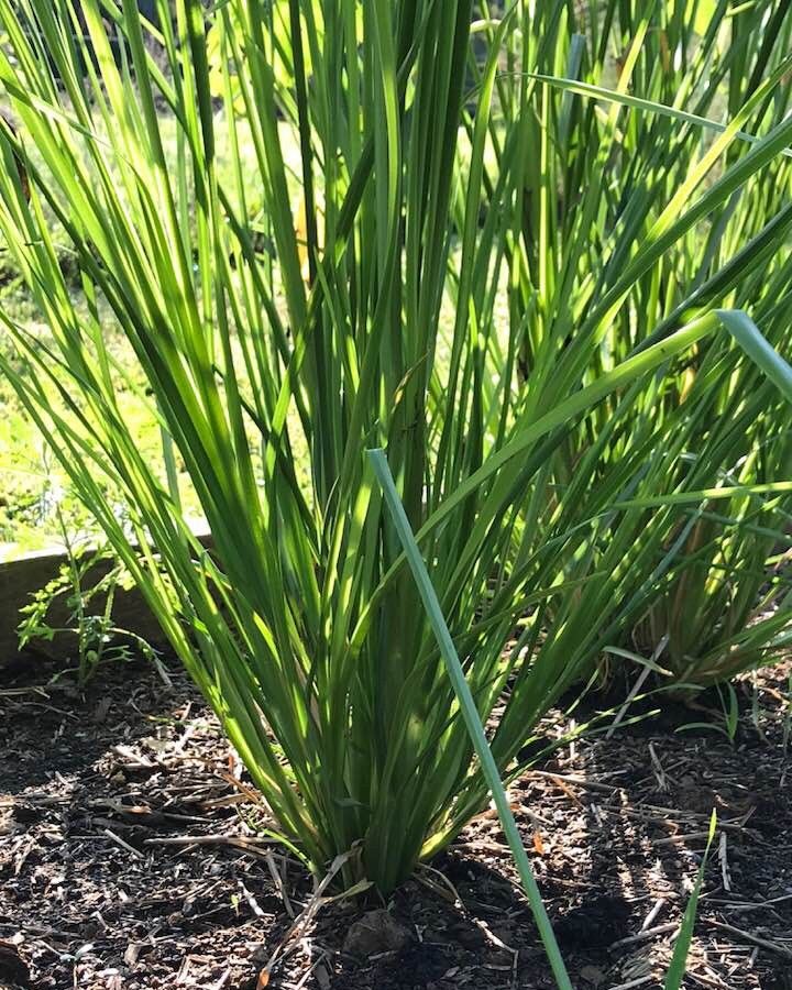 Vetiver Seeds for Planting - Khus Vetiveria zizanioides