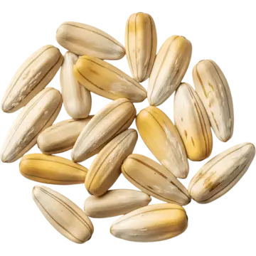 White Sumac Flower Seeds – Fresh 30 pcs