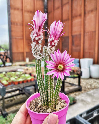 Wilcoxia Poselgeri Flower Seeds – Fresh 20 pcs