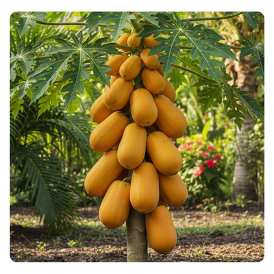  
                                                    dwarf-papaya-seeds
                                                    