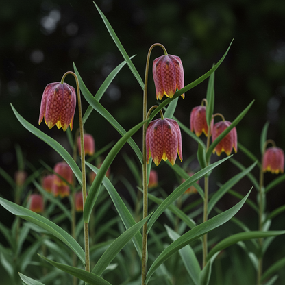 Fritillary Flower Seeds for Planting
