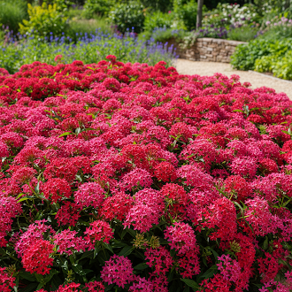 Pentas Lanceolata Flower Seeds – Fresh Bulk Seeds