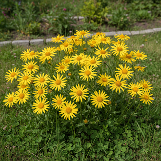 yellow-meadow-arnica-flower-seeds-fresh-50-pcs