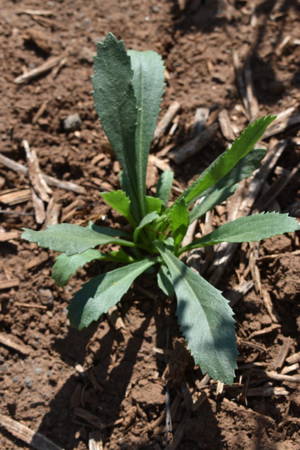 Pink & Yellow Leucanthemum Flower Seeds – Fresh 20 pcs