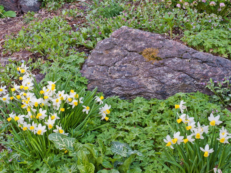 Daffodil Flower Seeds – White & Yellow (Fresh 100 pcs)