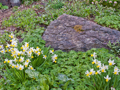 Daffodil Flower Seeds – White & Yellow (Fresh 100 pcs)