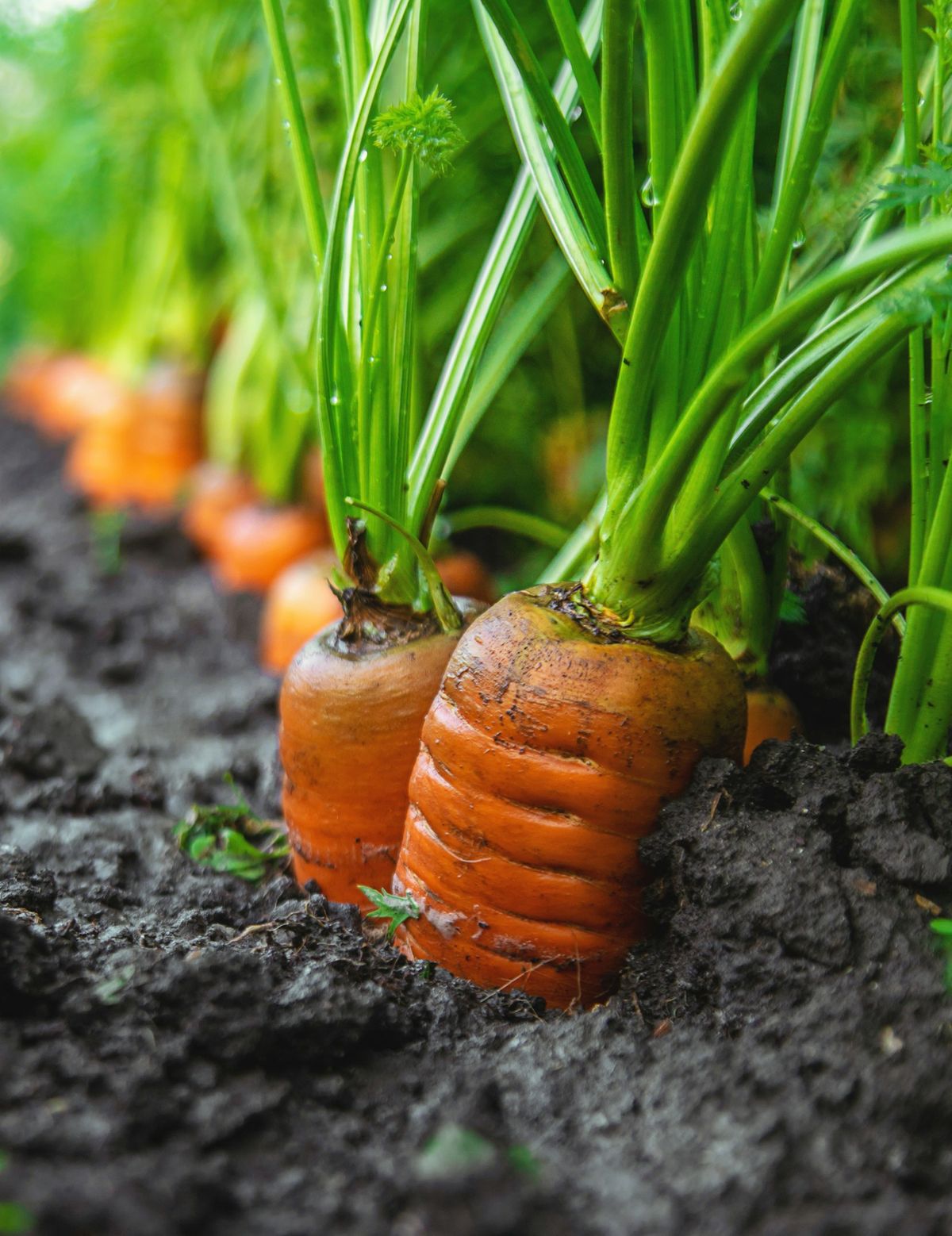 Yaya Carrot Seeds - Sweet Crisp Carrot Seeds for Home Garden Planting