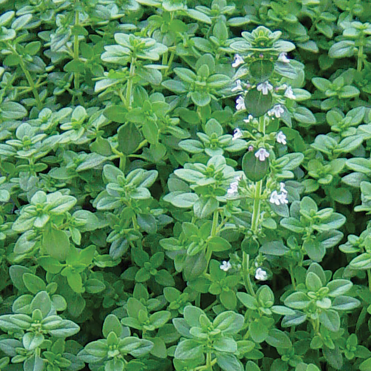 thyme-seeds-for-planting