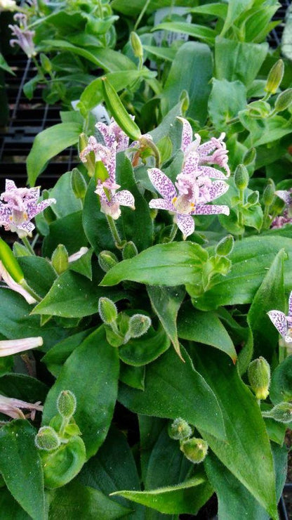 Japanese Toad Lily Seeds Perennial Deer-Resistant Showy Flowers