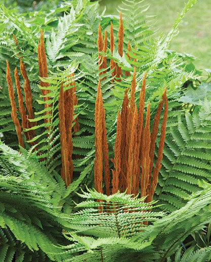 Green Cinnamon Fern Spores - Osmundastrum cinnamomeum