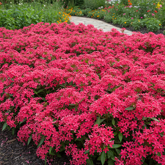 pentas-lanceolata-flower-seeds-fresh-bulk-seeds