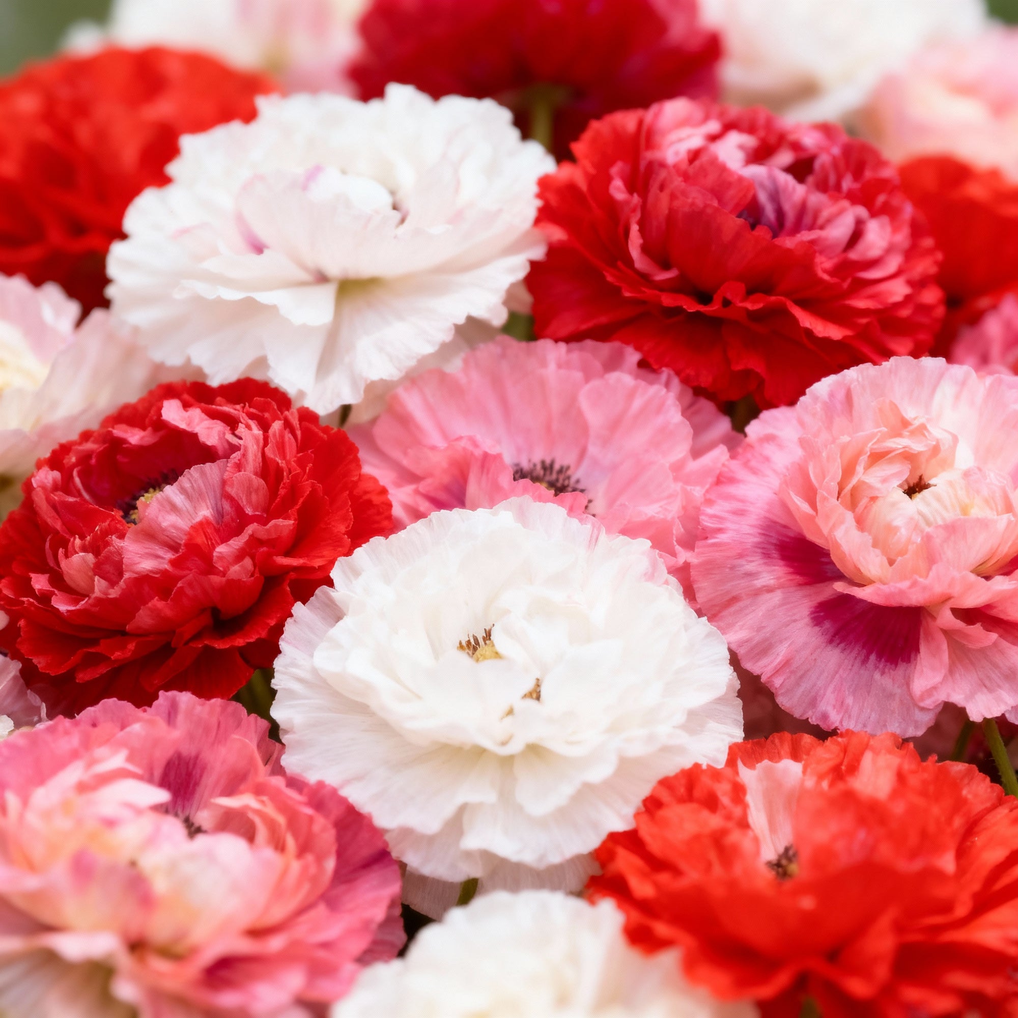 shirley-mixed-poppy-double-mixture-flower-seeds-stunning-garden-blooms