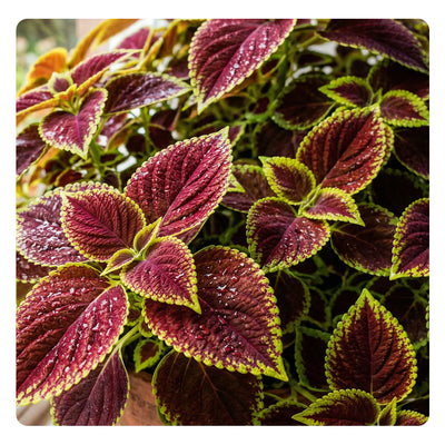  
                                                    rare-coleus-seeds
                                                    