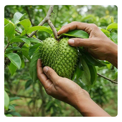  
                                                    annona-soursop-seeds
                                                    