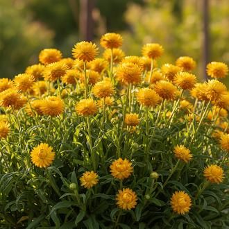 yellow-strawflower-seeds-fresh-10-pcs