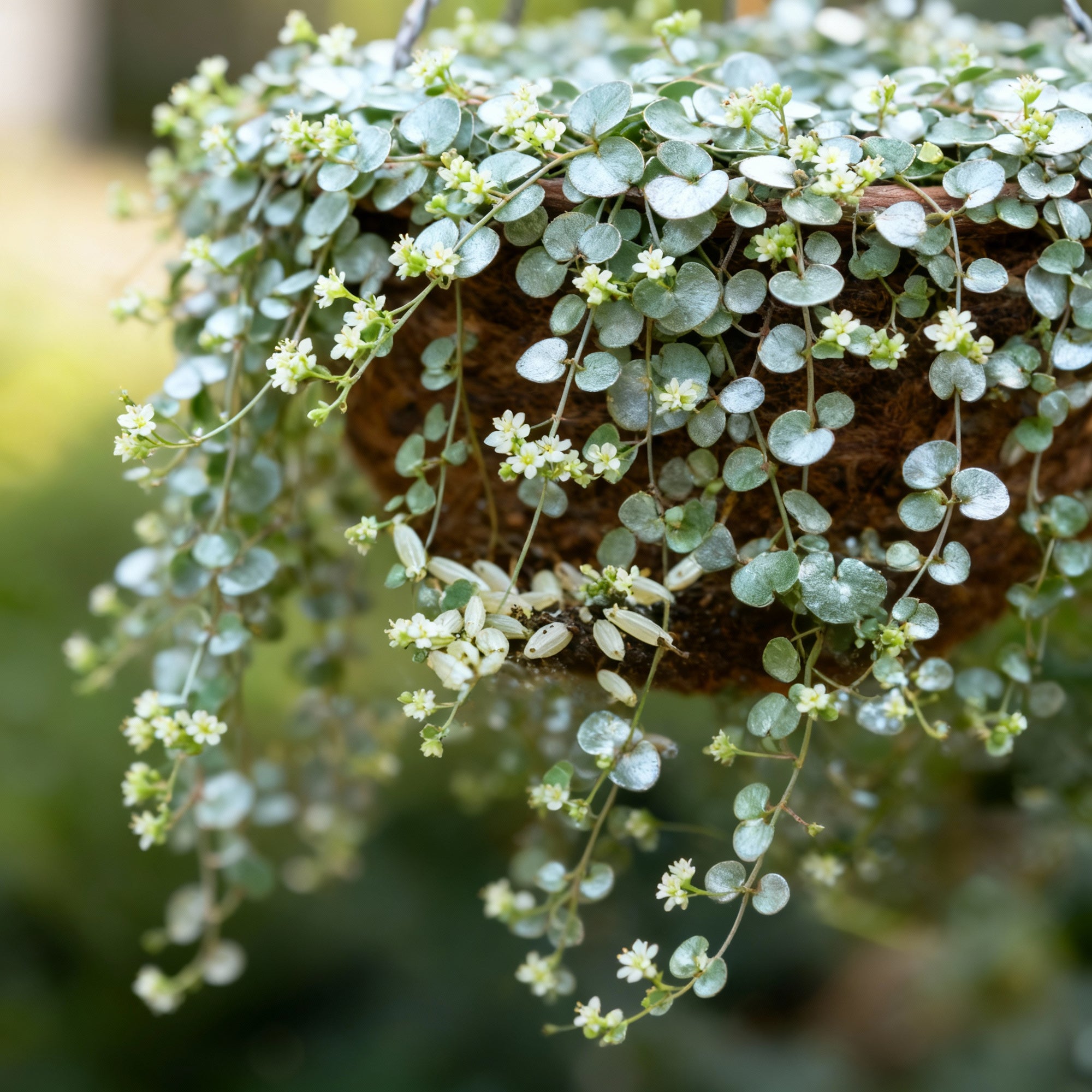 dichondra-repens-seeds-silver-falls-emerald-falls-ground-cover-seeds