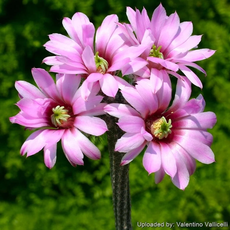 wilcoxia-poselgeri-flower-seeds-fresh-20-pcs
