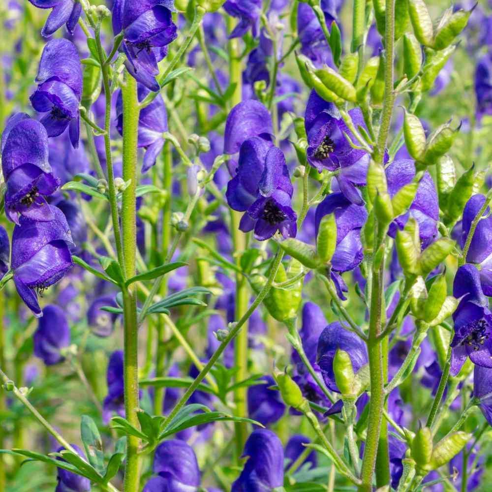 Monkshood Aconitum Napellus Perennial Flower Seeds - Monkshood Flower Seeds for Garden